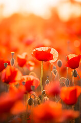 Field of poppies at sunset. Beautiful field of red poppies with selective focus. Red poppies in soft light. Opium poppy.