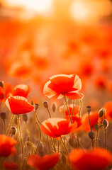 Field of poppies at sunset. Beautiful field of red poppies with selective focus. Red poppies in soft light. Opium poppy.