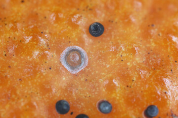 Egyptian black scale (Chrysomphalus aonidum), known also as Florida red scale. Polyphagous species pest with a preference for citrus.