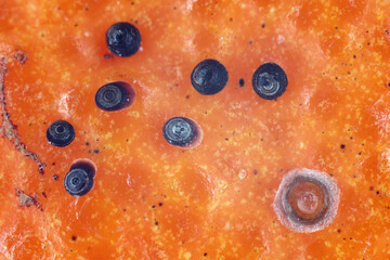 Egyptian black scale (Chrysomphalus aonidum), known also as Florida red scale. Polyphagous species pest with a preference for citrus.