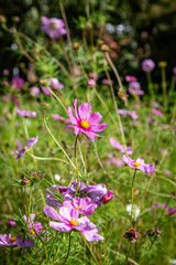 Pretty cosmos flowers in the September sunshine