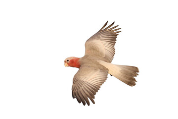 Beautiful of Galah Cockatoo flying isolated on transparent background png file