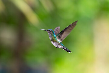 Beautiful White-necked Jacobin hummingbird with wings spread flying in the air with green background
