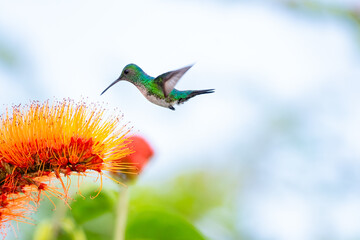 Blue-chinned Sapphire hummingbird, Chlorestes notata, in flight feeding on a tropical orange flower.