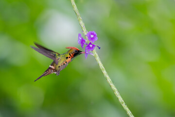 Colorful and vibrant image of a Tufted Coquette hummingbird pollinating a flower with green bokeh background.