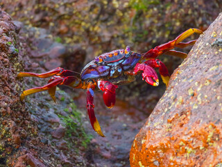 the crawfish makes a straddle between two stones