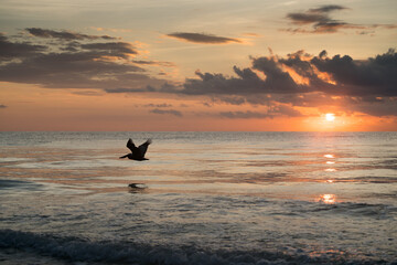 Black pelican flying over the sea at sunset. Beautiful seascape.