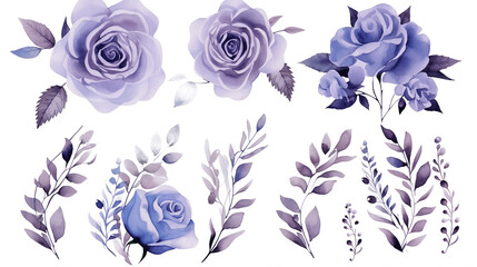 Fototapeta na wymiar Watercolor elements are purple, blue roses, and flowers on a white background