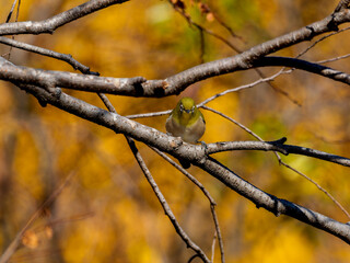 木の枝にとまるメジロ