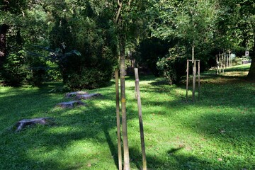 Planting a young tree as a replacement for an old felled tree