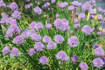 blooming chives in the garden