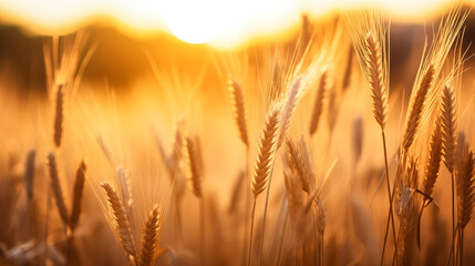 Golden wheat field basking in the warm sunset light