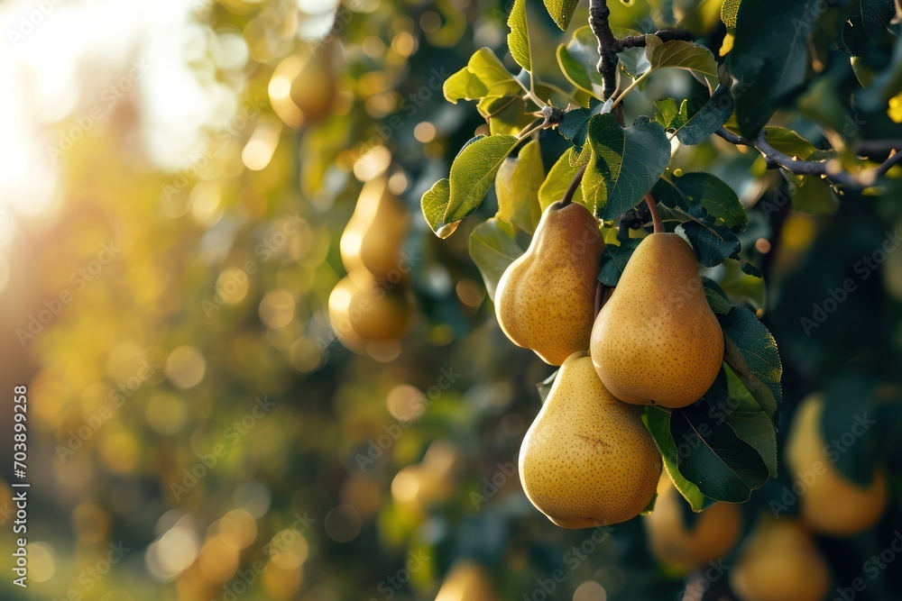 Poster Cluster of ripe pears on a branch with sunlight filtering through the leaves