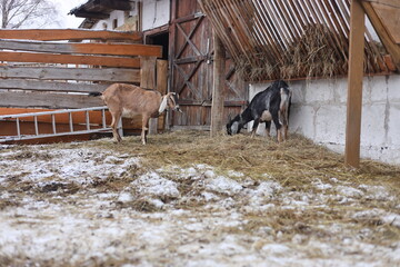 Fototapeta premium goats in the farm