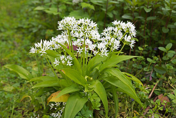 bears garlic plant in the garden with blossoms