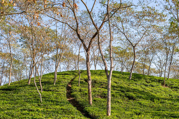 Fototapeta na wymiar Tea Garden in Bangladesh The tea garden was very beautiful located in Srimangale, Moulvibazar district in Sylhet Bangladesh.