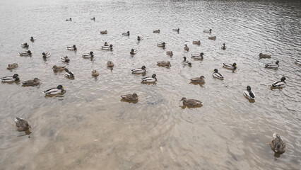 a large group of wild ducks swimming in a pond
