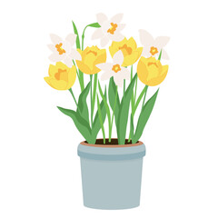 Early spring garden flowers in pots. Floral vector design elements for Happy women's day March 8, Valentine's Day, birthday. Blooming tulips and daffodils isolated on white