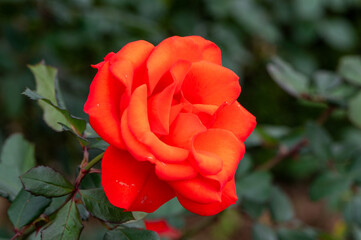 薔薇園のバラ（チンチン）