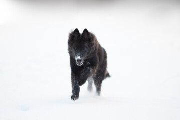 Beautiful groenendael belgian shepherd playing outdoor in the snow, winter mood and blurred...