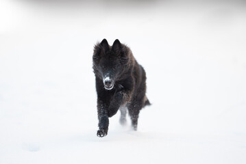 Beautiful groenendael belgian shepherd playing outdoor in the snow, winter mood and blurred background 