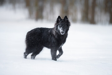 Beautiful groenendael belgian shepherd playing outdoor in the snow, winter mood and blurred background 