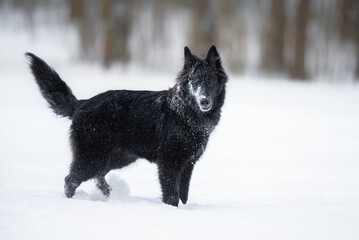 Beautiful groenendael belgian shepherd playing outdoor in the snow, winter mood and blurred...
