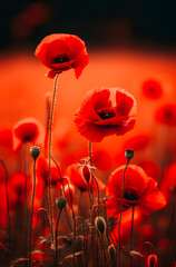 Field of red poppies with selective focus and shallow depth of field in the garden. Natural floral background
