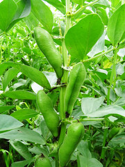 Bean plants in natural conditions, flowering and fruit ripening, growing beans