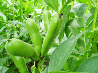 Bean plants in natural conditions, flowering and fruit ripening, growing beans