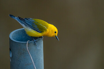 Prothonotary Warbler 