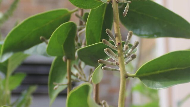 video up close, benalu tree or Loranthus, attached to another tree.