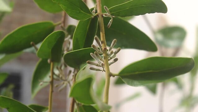 video up close, benalu tree or Loranthus, attached to another tree.