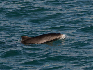 Obraz premium Marsouin en bord de mer-Bretagne France