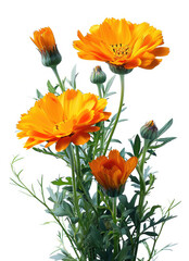 Obraz premium orange flowers isolated on white background