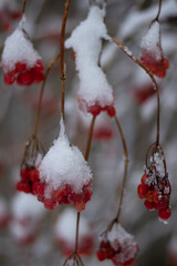 red berries in snow