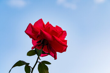 赤いバラ　青空と共に