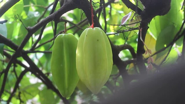 video up close of star fruit wuluh, which has the Latin name Averrhoa carambola, moving in the wind