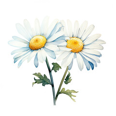 Two White Daisies With Yellow Centers on a White Background