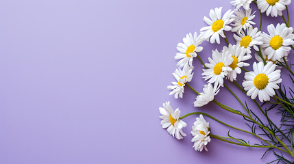 Beautiful daisies flowers on pastel violet background, spring time, purple greeting card, copy space for text, top view, flat lay.