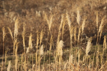 Japanese pampas grass