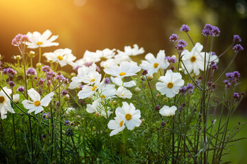 onętek, kwiaty kosmos i werbena patagońska w wiejskim ogrodzie, łąka kwietna	