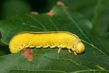 Elm Sawfly Larva - Cimbex americanus