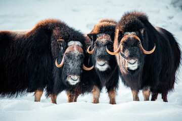 Trio of musk oxen in the snow - obrazy, fototapety, plakaty
