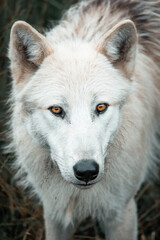 Arctic wolf with piercing amber eyes