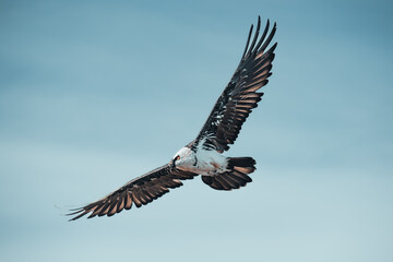Obraz premium Bearded vulture in flight under blue sky
