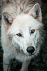 Obraz premium Arctic wolf with captivating golden eyes