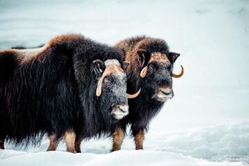 Musk oxen duo in snowy terrain