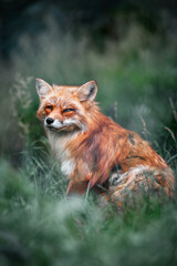 Naklejka na ściany i meble Vibrant red fox amidst lush greenery