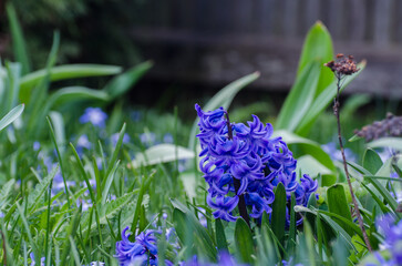 Hyazinthen im Hobbygarten